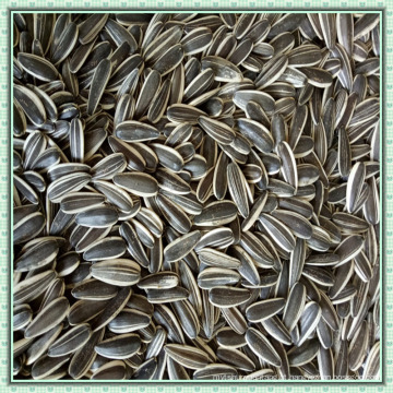 Tipo de cultivo comum e sementes de girassol sem casca híbrida